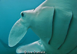 Freediving down to 8m next to a Manta Cleaning station of... by Joe Daniels 